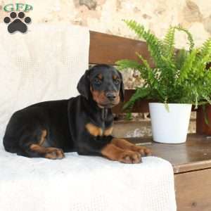 Sheila, Doberman Pinscher Puppy
