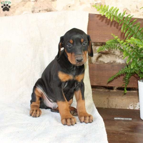 Simba, Doberman Pinscher Puppy