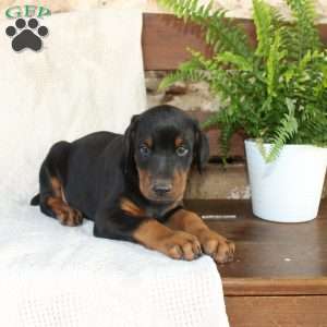 Sparky, Doberman Pinscher Puppy