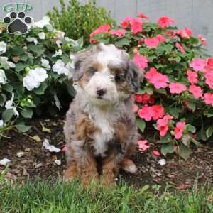 Harmony, Mini Bernedoodle Puppy