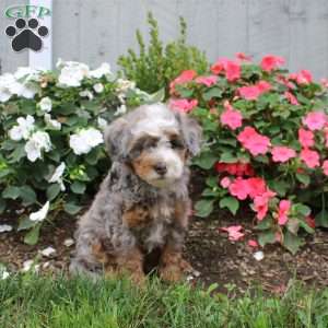Heather, Mini Bernedoodle Puppy