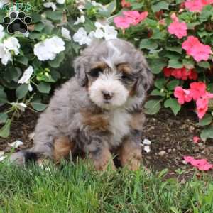 Heidi, Mini Bernedoodle Puppy