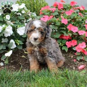 Hayes, Mini Bernedoodle Puppy