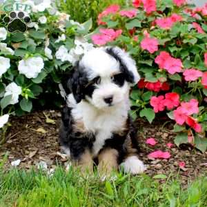 Hudson, Mini Bernedoodle Puppy