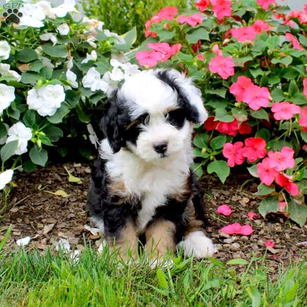 Hudson, Mini Bernedoodle Puppy