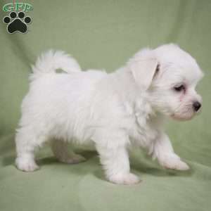 Fredy, Maltese Puppy