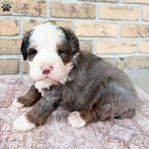 Kingston, Bernedoodle Puppy