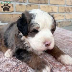 Kingston, Bernedoodle Puppy
