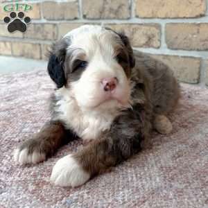 Kingston, Bernedoodle Puppy