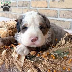Kingston, Bernedoodle Puppy