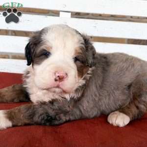 Kingston, Bernedoodle Puppy