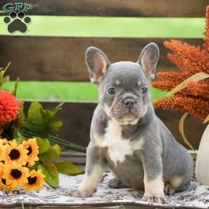 Rosie, French Bulldog Puppy