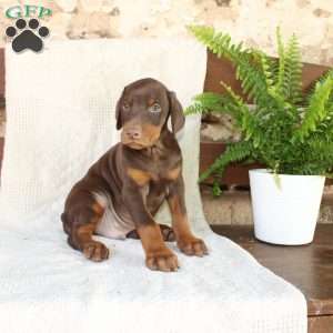 Scotty, Doberman Pinscher Puppy