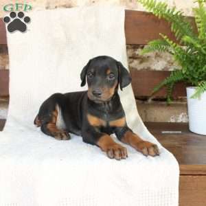 Spot, Doberman Pinscher Puppy