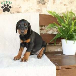 Sheila, Doberman Pinscher Puppy