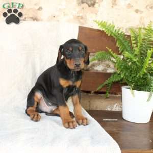 Simba, Doberman Pinscher Puppy