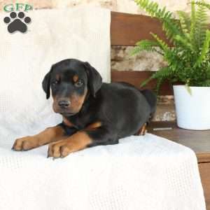 Sparky, Doberman Pinscher Puppy