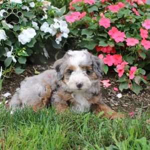 Harmony, Mini Bernedoodle Puppy