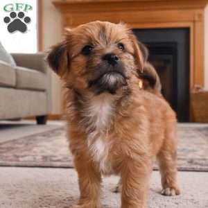 Ace, Morkie / Yorktese Puppy