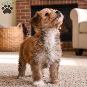 Benji, Morkie / Yorktese Puppy