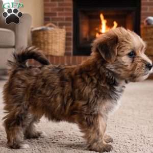 Jasper, Morkie / Yorktese Puppy