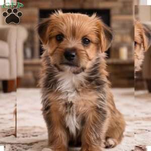 Riley, Morkie / Yorktese Puppy