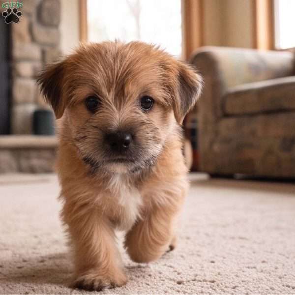 Molly, Morkie / Yorktese Puppy