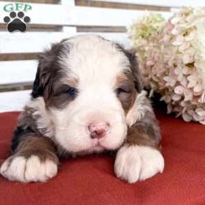 Kingston, Bernedoodle Puppy