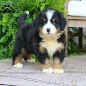 Callie, Bernese Mountain Dog Puppy