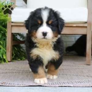 Callie, Bernese Mountain Dog Puppy