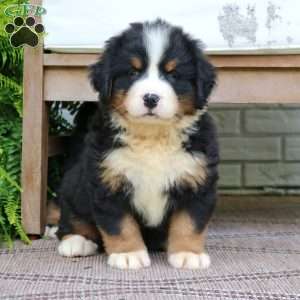Callie, Bernese Mountain Dog Puppy