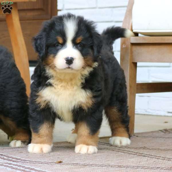 Callie, Bernese Mountain Dog Puppy
