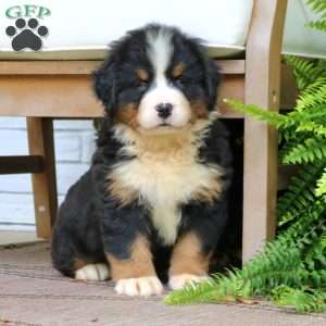 Callie, Bernese Mountain Dog Puppy