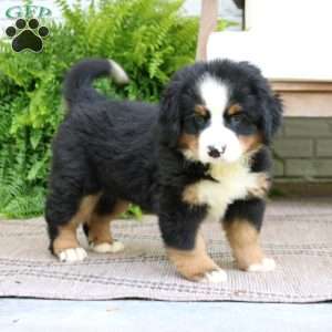 Chloe, Bernese Mountain Dog Puppy