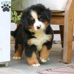 Chloe, Bernese Mountain Dog Puppy