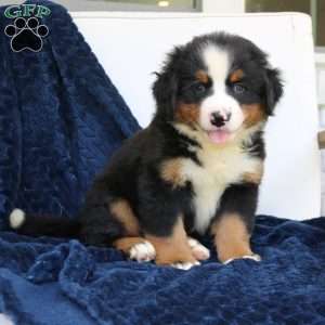 Chloe, Bernese Mountain Dog Puppy