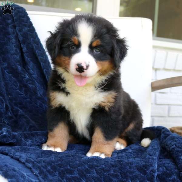 Chloe, Bernese Mountain Dog Puppy
