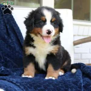 Chloe, Bernese Mountain Dog Puppy