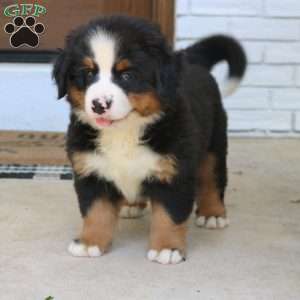 Chloe, Bernese Mountain Dog Puppy