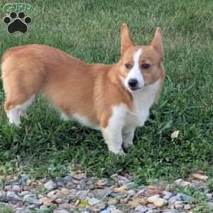 Roxie, Pembroke Welsh Corgi Puppy