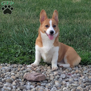 Roxie, Pembroke Welsh Corgi Puppy