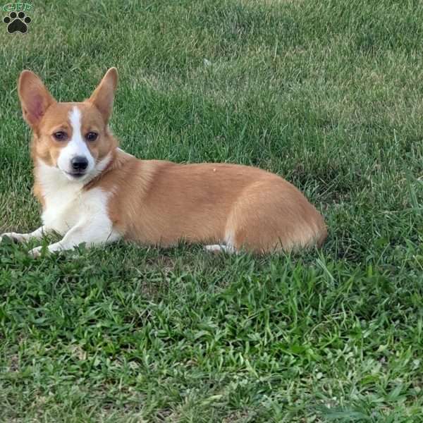 Roxie, Pembroke Welsh Corgi Puppy