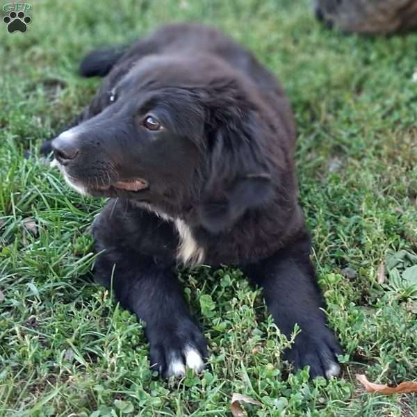 Molly, Bernese Golden Mountain Dog Puppy
