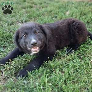 Molly, Bernese Golden Mountain Dog Puppy
