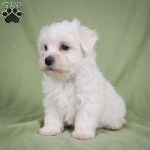 Fredy, Maltese Puppy