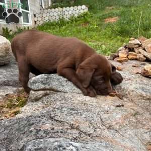Hemlock, Chocolate Labrador Retriever Puppy