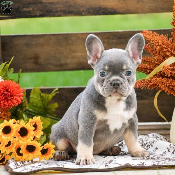Rosie, French Bulldog Puppy