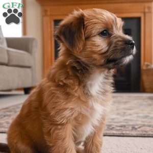 Ace, Morkie / Yorktese Puppy