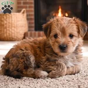 Benji, Morkie / Yorktese Puppy