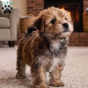 Jasper, Morkie / Yorktese Puppy